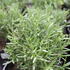 Rosmarinus_officinalis_Tuscan_Blue_1.JPG