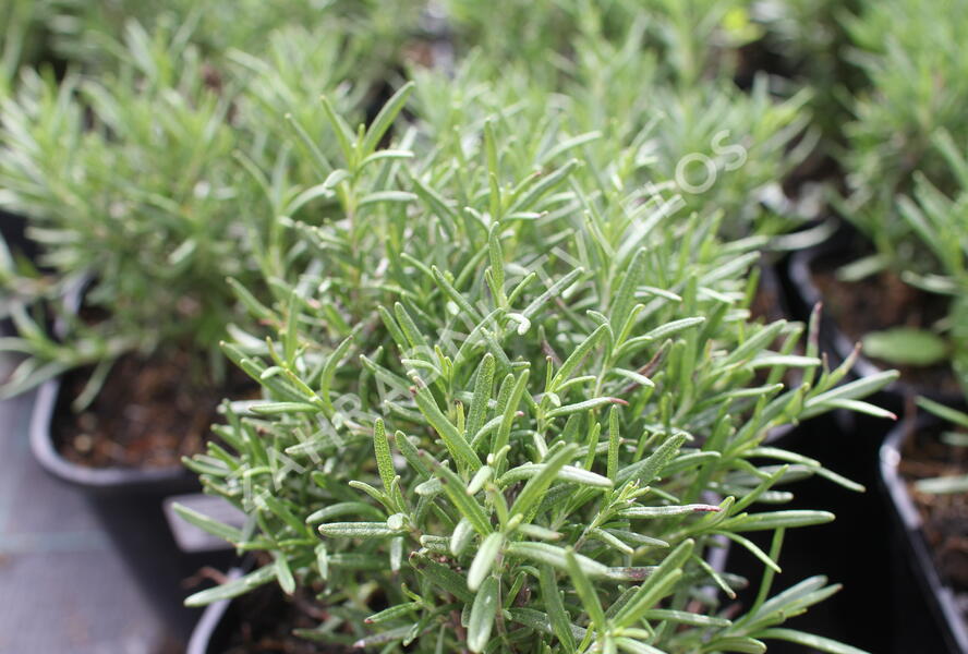 Rozmarýn lékařský 'Tuscan Blue' - Rosmarinus officinalis 'Tuscan Blue'