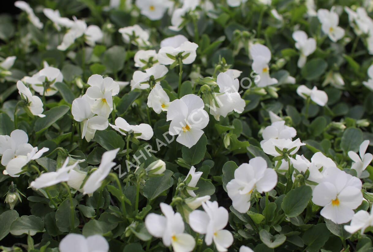 Violka růžkatá 'Deltini White' - Viola cornuta 'Deltini White'