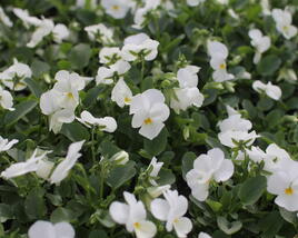 Violka růžkatá 'Deltini White'