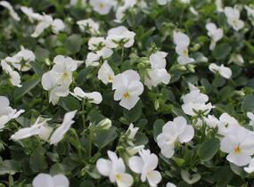 Violka růžkatá 'Deltini White' - Viola cornuta 'Deltini White'