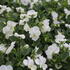 Viola_cornuta_Deltini_White_1.JPG