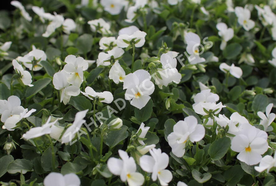 Violka růžkatá 'Deltini White' - Viola cornuta 'Deltini White'