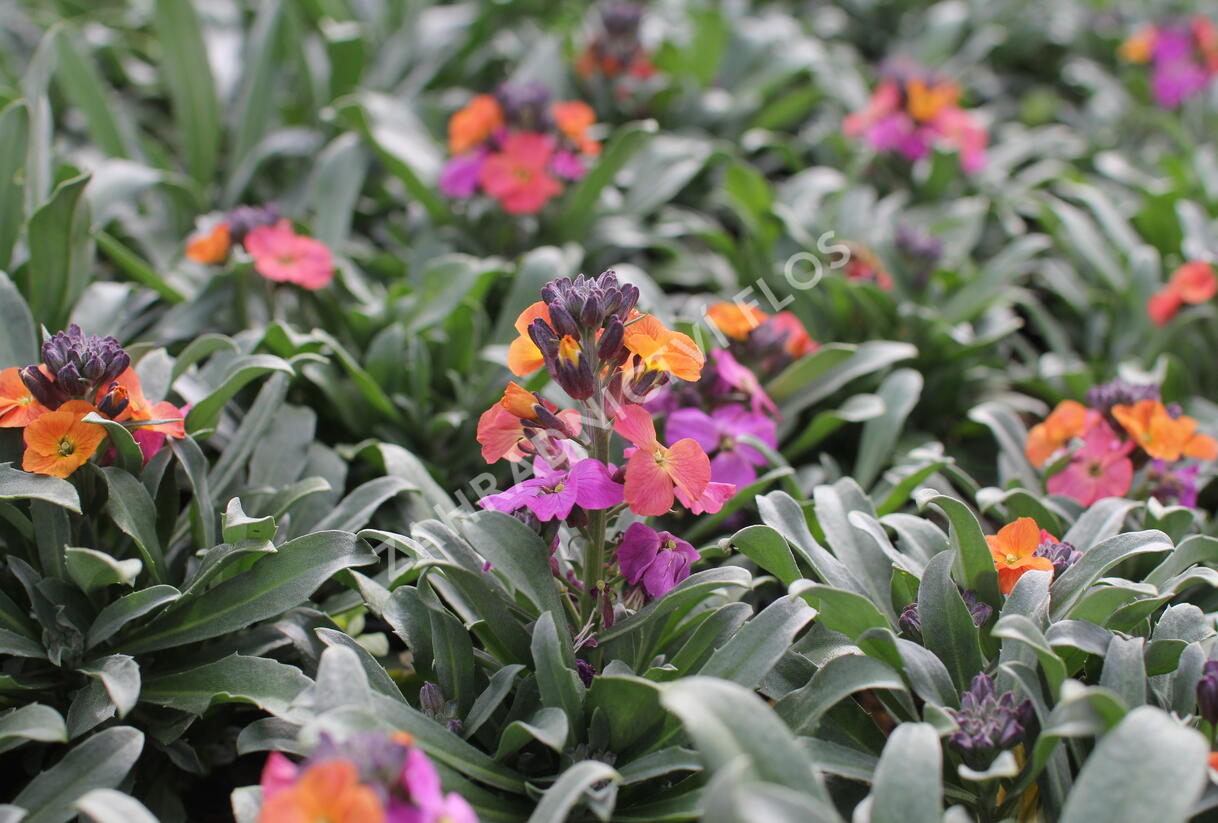 Trýzel lnolistý 'Erysistible Magenta' - Erysimum linifolium 'Erysistible Magenta'