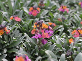 Trýzel lnolistý 'Erysistible Magenta' - Erysimum linifolium 'Erysistible Magenta'