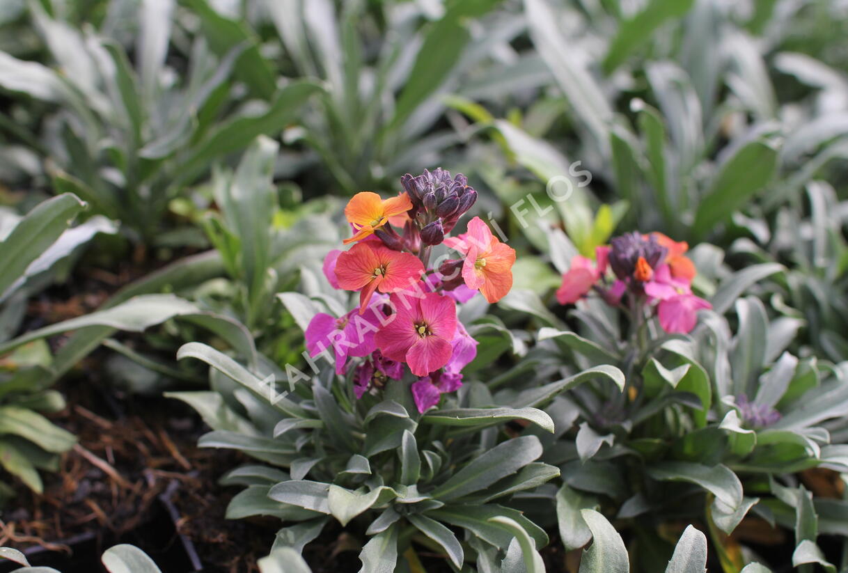 Trýzel lnolistý 'Erysistible Magenta' - Erysimum linifolium 'Erysistible Magenta'