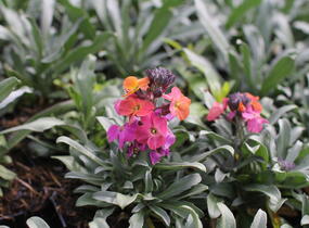 Trýzel lnolistý 'Erysistible Magenta' - Erysimum linifolium 'Erysistible Magenta'