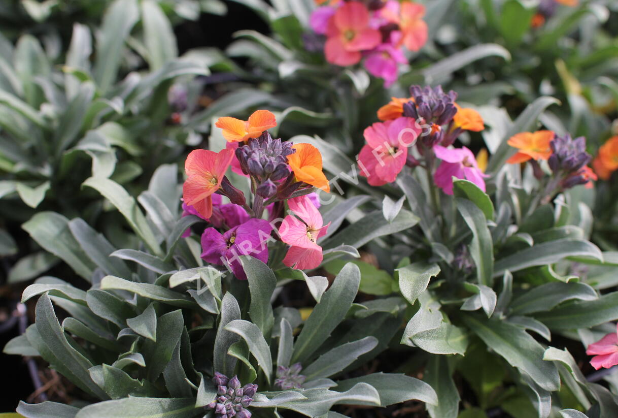 Trýzel lnolistý 'Erysistible Magenta' - Erysimum linifolium 'Erysistible Magenta'