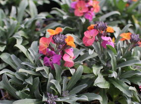 Trýzel lnolistý 'Erysistible Magenta' - Erysimum linifolium 'Erysistible Magenta'