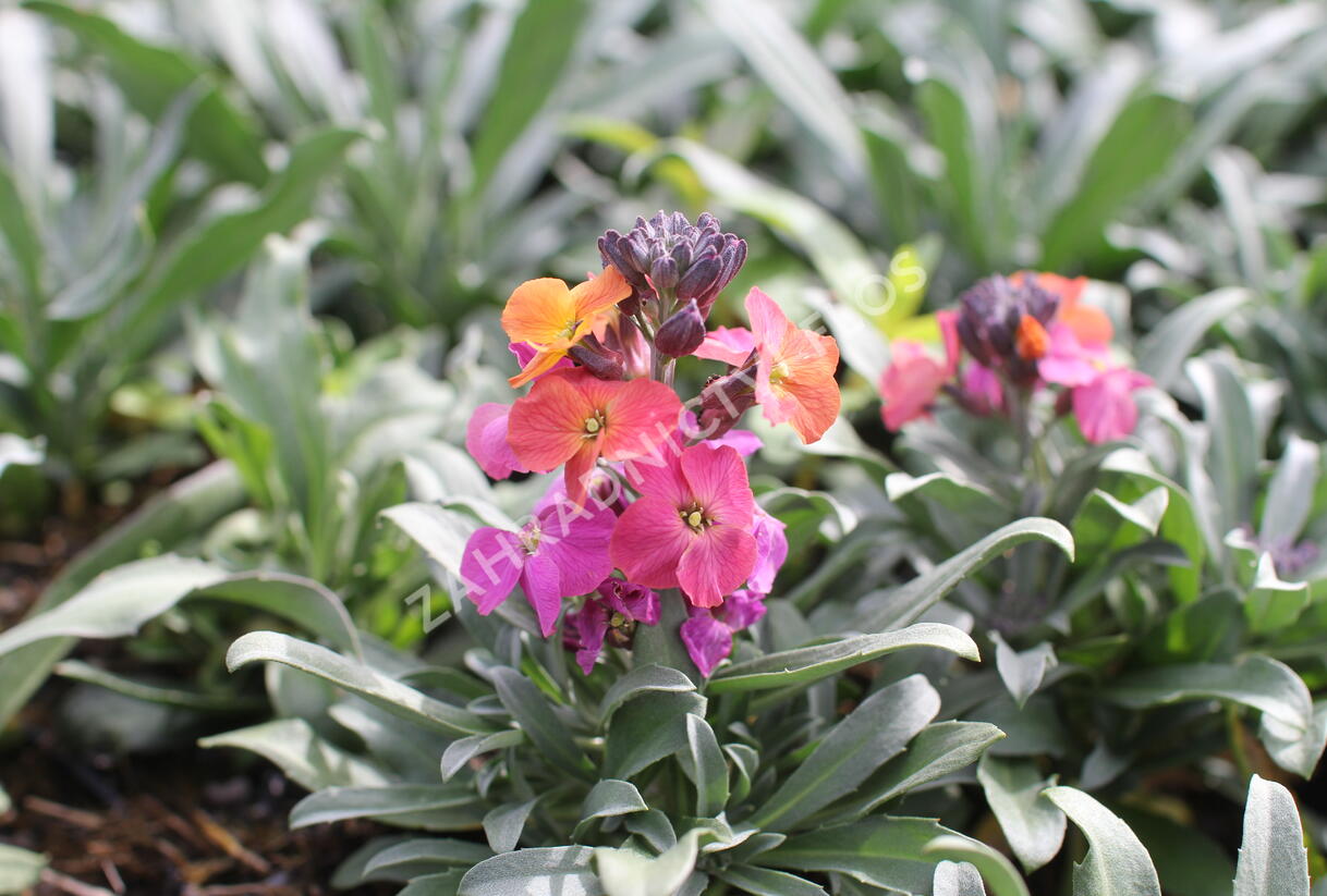 Trýzel lnolistý 'Erysistible Magenta' - Erysimum linifolium 'Erysistible Magenta'