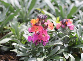 Trýzel lnolistý 'Erysistible Magenta' - Erysimum linifolium 'Erysistible Magenta'