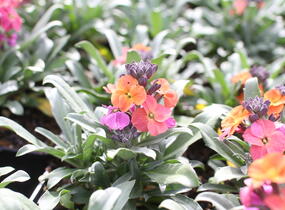 Trýzel lnolistý 'Erysistible Magenta' - Erysimum linifolium 'Erysistible Magenta'