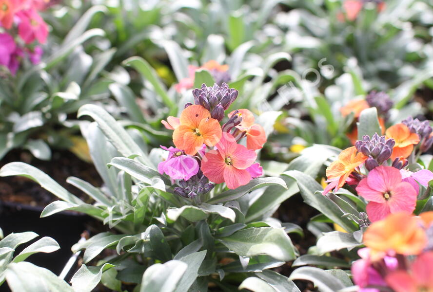 Trýzel lnolistý 'Erysistible Magenta' - Erysimum linifolium 'Erysistible Magenta'