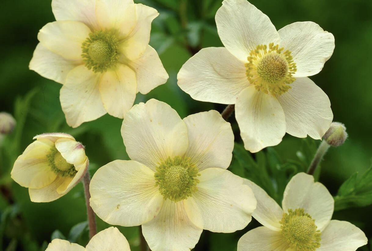 Sasanka rozeklaná 'Major' - Anemone multifida 'Major'