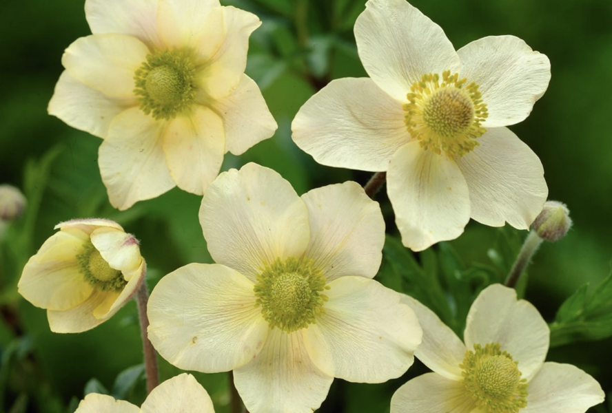 Sasanka rozeklaná 'Major' - Anemone multifida 'Major'