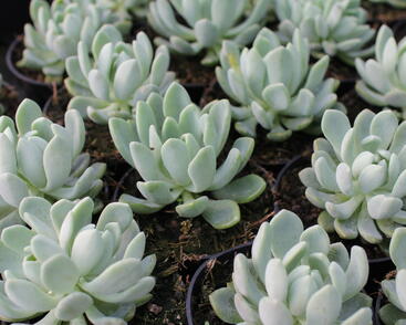 Echeveria schneideckeri.JPG
