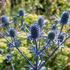 Eryngium planum 'Blue Glitter'.jpg