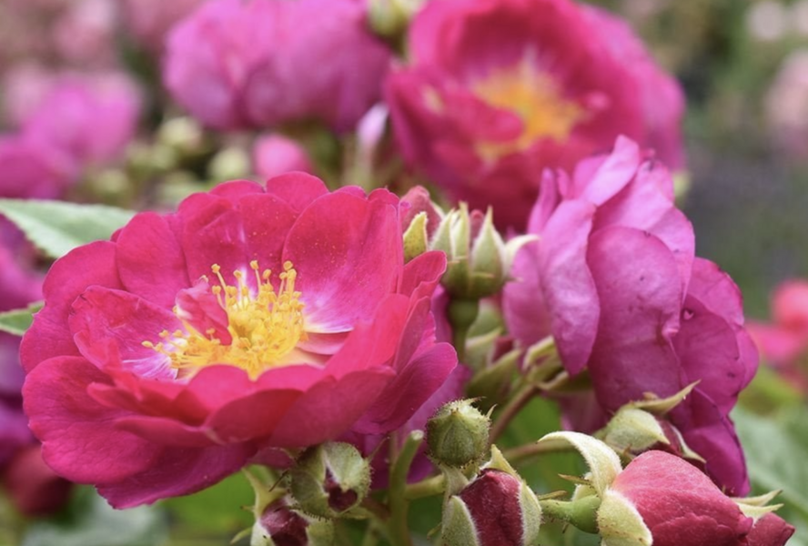 Růže pnoucí Kordes 'Siluetta Purple' - Rosa PN 'Siluetta Purple'