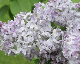 Šeřík hyacintokvětý 'Lavender Lady'