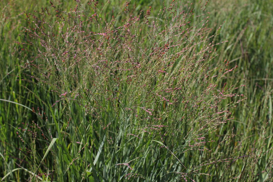 Panicum virgatum 'Sangria' (1)
