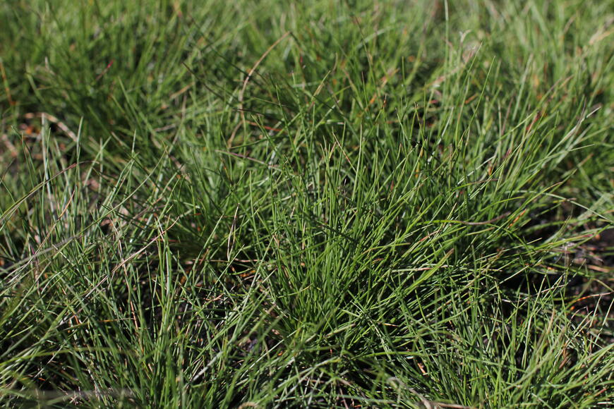 Festuca_glauca_Sunrise_1