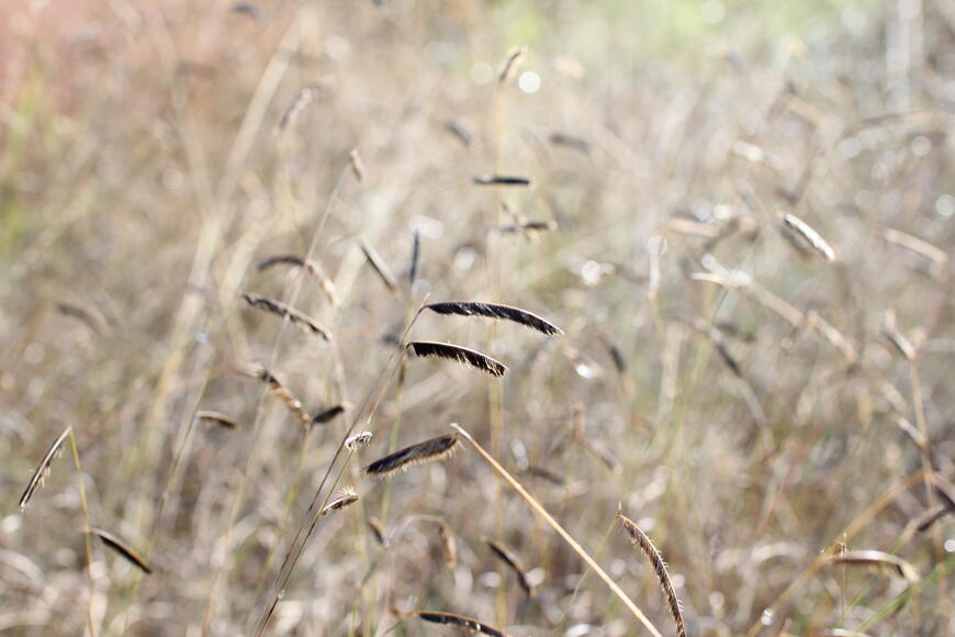 Bouteloua gracilis