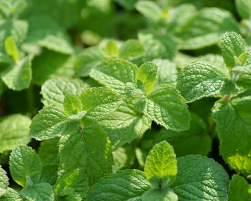 Mentha rotundifolia 'Ananasmintze' (1).JPG