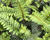 Kapradina 'Shiny Holly'