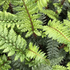 Polystichum setiferum 'Shiny Holly'.png
