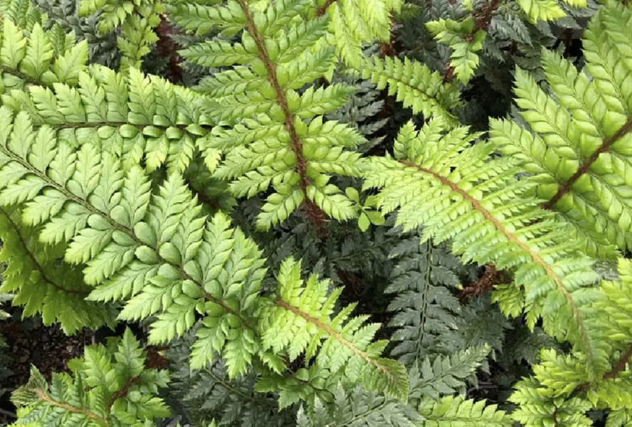 Kapradina 'Shiny Holly' - Polystichum setiferum 'Shiny Holly'