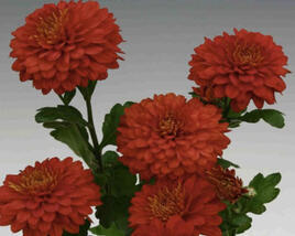 Listopadka indická 'Wendy Red'