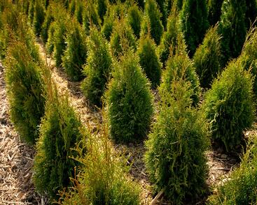 Thuja occidentalis 'Smaragd' (11).jpg
