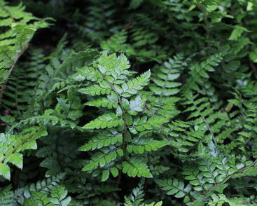 Polystichum makinoi.JPG
