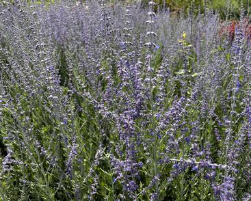 Perovskia atriplicifolia 'Steel Blue'.JPG