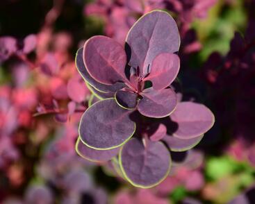 Berberis thunbergii 'Atropurpurea' (2).JPG