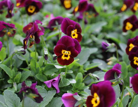 Viola cornuta 'Deltini Purple with Golden Center'_1