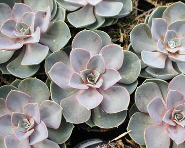 Echeveria 'Pearl of Numberg'.JPG