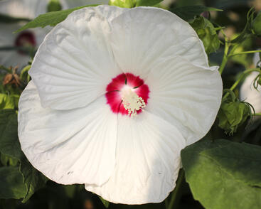 Hibiscus moscheutos 'Blanc Coeur Rouge'_03.jpg