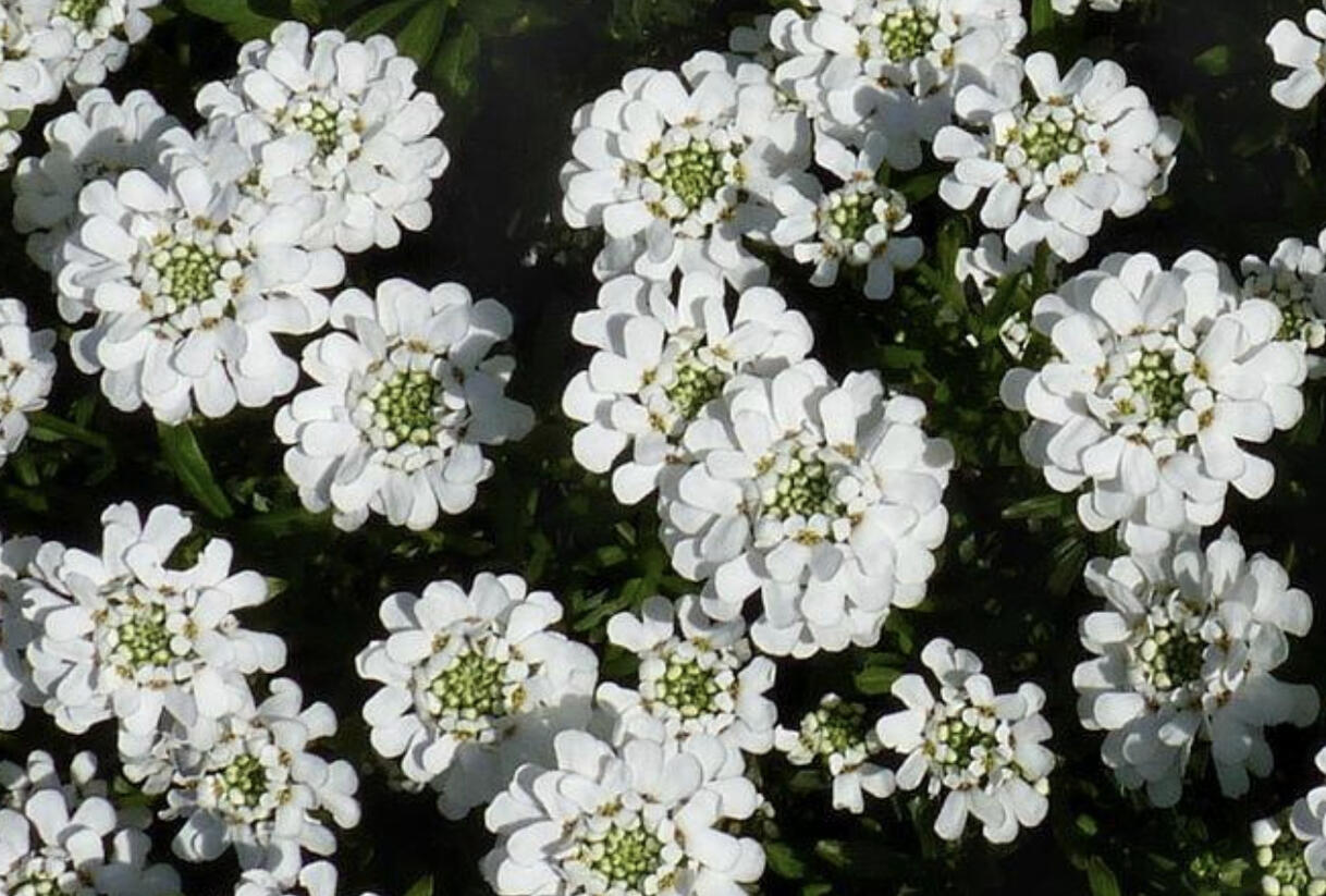 Iberka vždyzelená 'Snowsurfer Compact' - Iberis sempervirens 'Snowsurfer Compact'