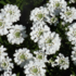 Iberis sempervirens 'Snowsurfer Compact'.png