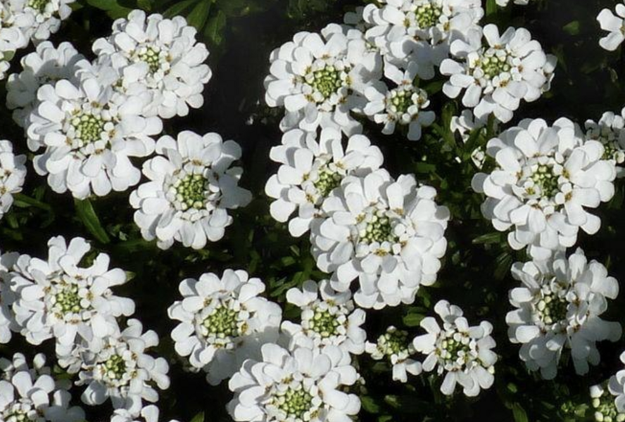 Iberka vždyzelená 'Snowsurfer Compact' - Iberis sempervirens 'Snowsurfer Compact'