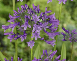 Kalokvět 'Poppin Purple'