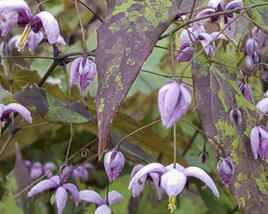 Škornice Youngova 'Kaguyahime'