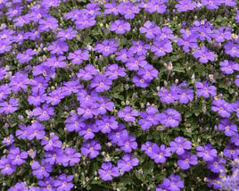 Tařička 'Royal Cascade Blue'