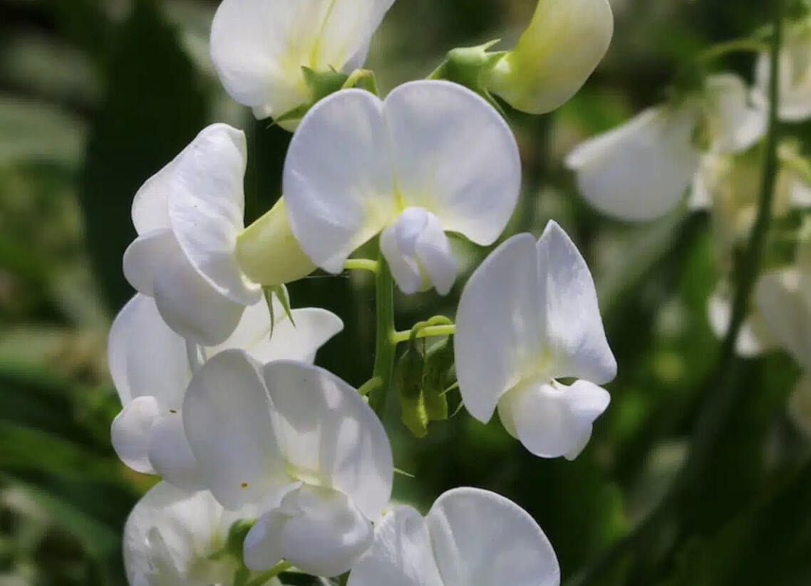 Hrachor širokolistý 'Weiße Perle' - Lathyrus latifolius 'Weiße Perle'