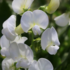 Lathyrus latifolius 'Weiße Perle'.png