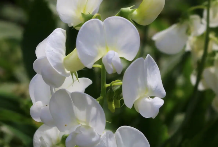 Hrachor širokolistý 'Weiße Perle' - Lathyrus latifolius 'Weiße Perle'