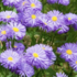 Erigeron speciosus 'Azure Beauty'.png
