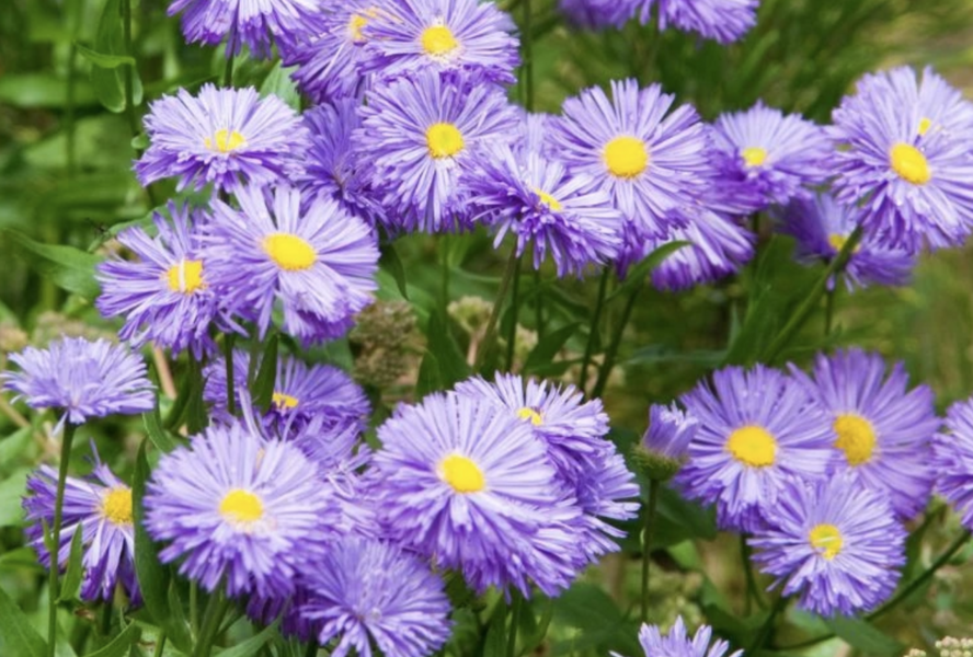 Turan nádherný 'Azure Beauty' - Erigeron speciosus 'Azure Beauty'