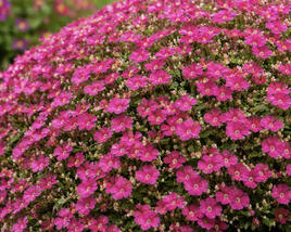 Tařička 'Royal Cascade Red'